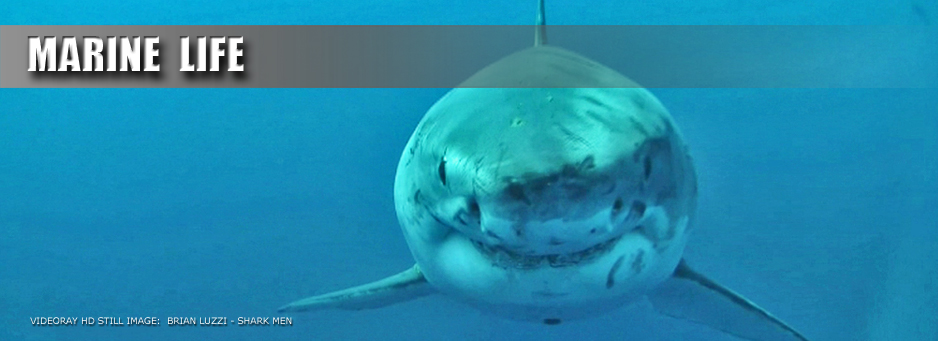 marinelife banner